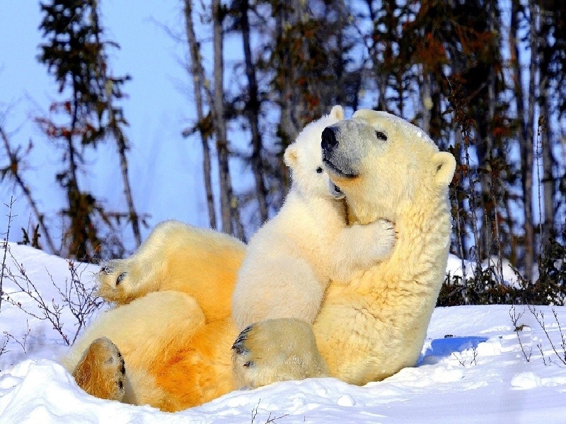 松原供卵试管（上海试管婴儿攻略）